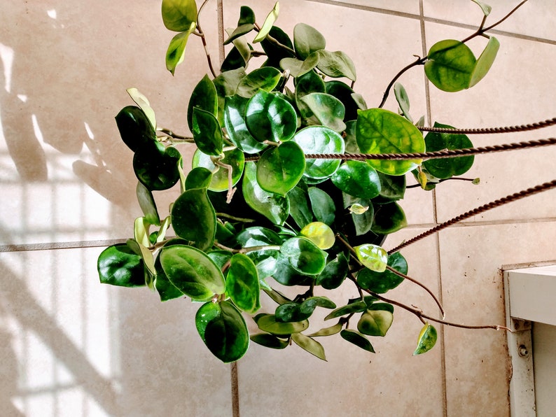 Hoya Carnosa Chelsea Plant - Small Rooted Indoor Vining Houseplant + Free Cutting - Low Maintenance, Trailing, Greenery