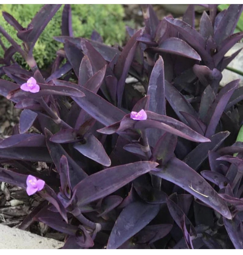 Purple Heart Plant - Small Rooted Setcreasea Pallida with Free Cutting - Indoor/Outdoor Easy Care Houseplant