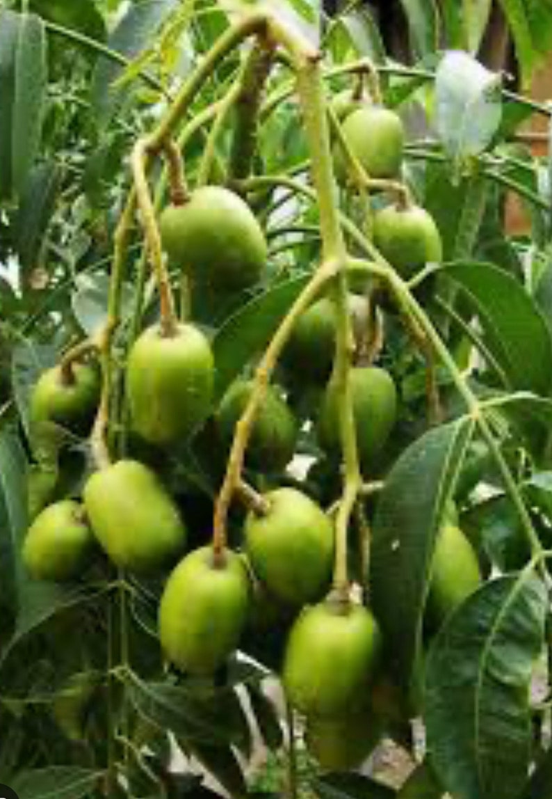 June Plum Dwarf Tree in 10" Pot, Ambarella Fruits, Tropical Fruit Tree, Self-Fertile, Spondias tuberosa for Garden or Patio