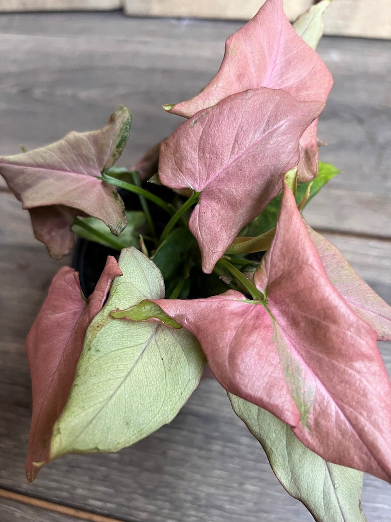 Syngonium Pink Schott Plant 4" Pot, Pink Perfection, Indoor Houseplant, Syngonium podophyllum, Vining Foliage