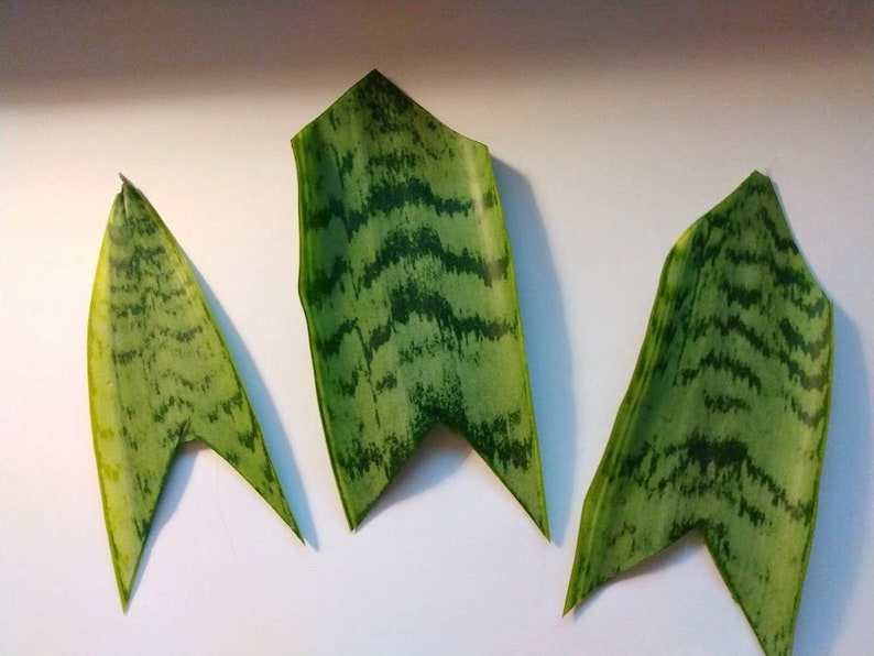 Unrooted Snake Plant Cuttings, Sansevieria, Indoor Houseplant, Easy Care Succulent, Propagation Clippings, Green Foliage