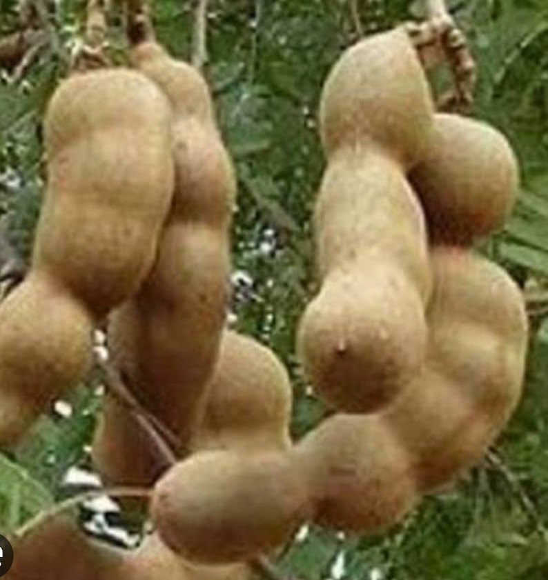 Tamarind Tree in 3-Gallon Pot, Tamarindus indica, Culinary Use, Sweet & Tart Flavor, Edible Fruit Plant