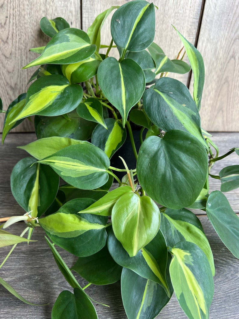 Philodendron Brasil 6-inch Pot | Variegated Heart Leaf Houseplant | Philodendron hederaceum | Trailing Indoor Plant