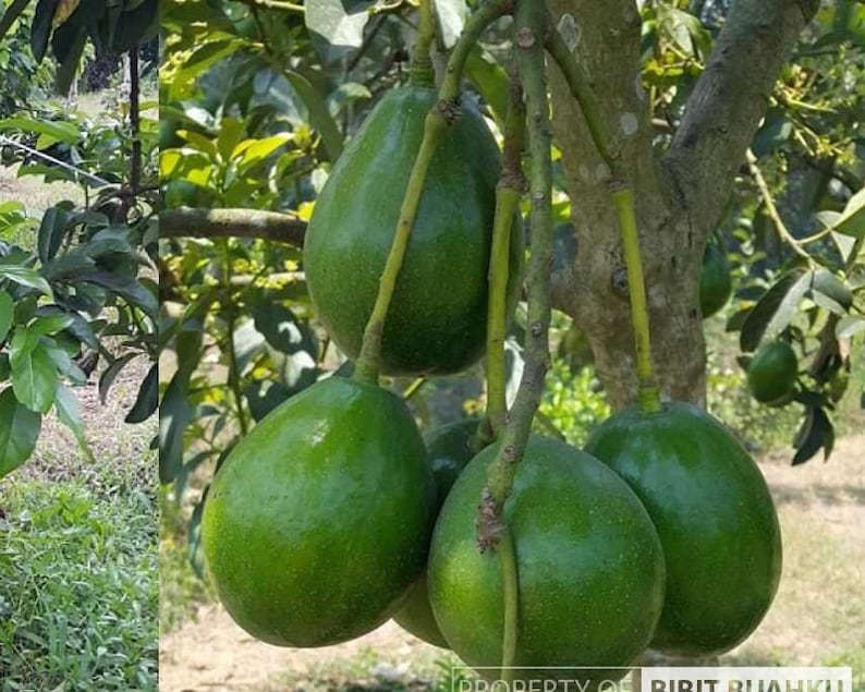 Donnie Avocado Tree in 3-Gallon Pot, Grafted Persea americana 'Donnie', Indoor/Patio Fruit Tree, Fast Growth, No Ship to CA/HI