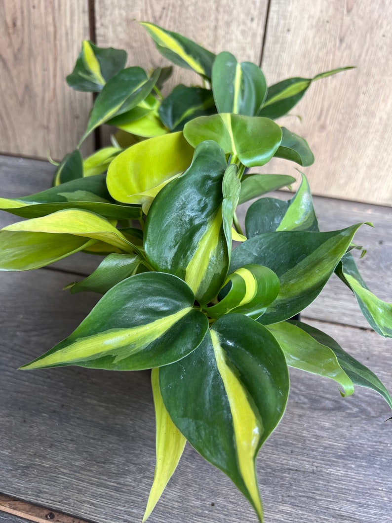 Philodendron Brasil Houseplant 4" Pot | Variegated Heart Leaf Philodendron hederaceum