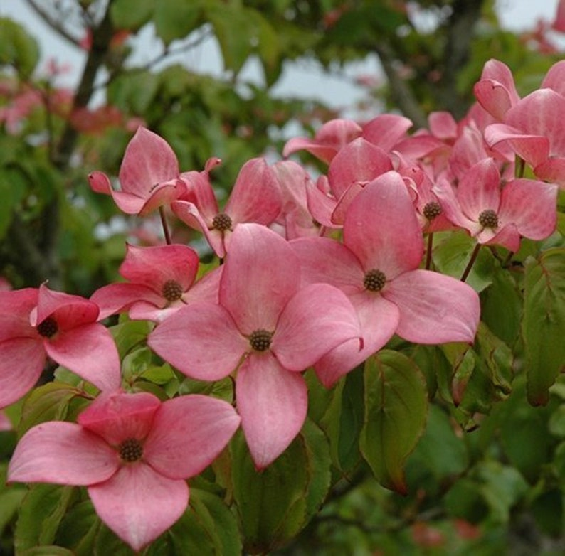 Scarlet Fire Dogwood Bare Root Plant – Pink Flowering Tree Cornus kousa ‘Rutpink’ for Landscape and Garden