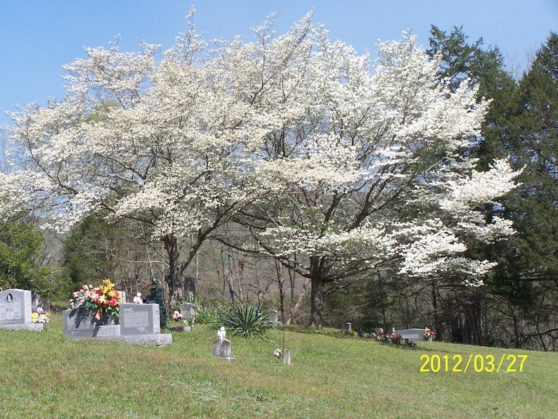 White Dogwood Tree 4" Container Cornus Florida with White Flowers, Zone 5-9, Garden Landscape Plant