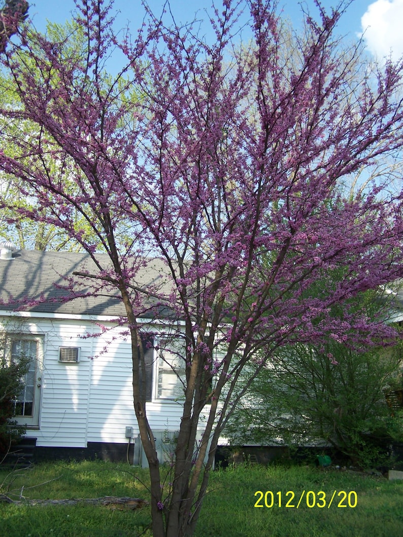 Redbud Tree 4" Container Cercis canadensis with Purple Buds and Rosy-Pink Flowers for Zones 4-9