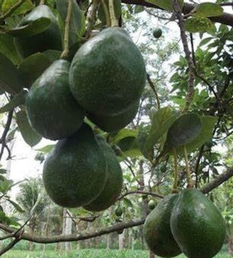 Catalina Avocado Tree Grafted in 3-Gallon Pot | Persea americana | Indoor/Outdoor Edible Plant