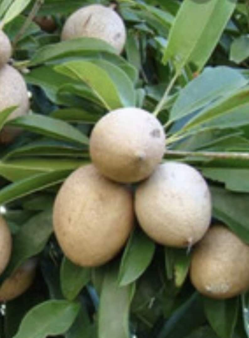 Mamey Sapote Tree in 1/2 Gallon Pot | Pouteria sapota | Tropical Fruit Tree for Gardens & Yards