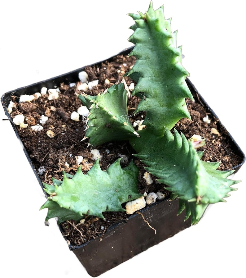Organic Lifesaver Plant in 2.5-Inch Pot | Huernia zebrina Succulent Starter Plant
