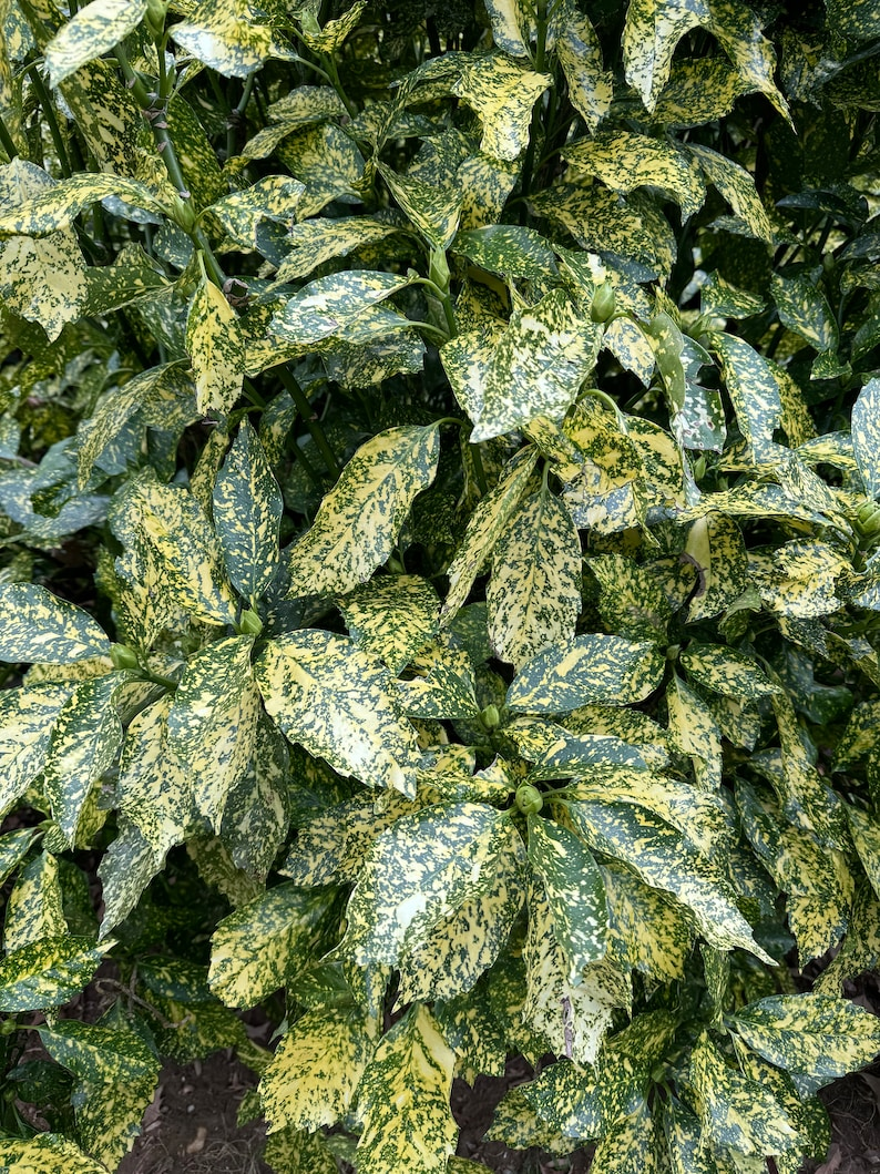 Gold Dust Aucuba Live Plant – 3 Gallon Variegated Evergreen Shrub for Shade Gardens – Aucuba japonica 'Gold Dust'