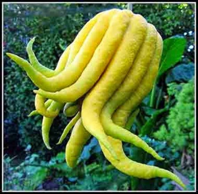 Buddha's Hand Citrus Tree - Half Gallon Pot - Unique Fingered Citron - Citrus medica var. sarcodactylis - Florida Shipping