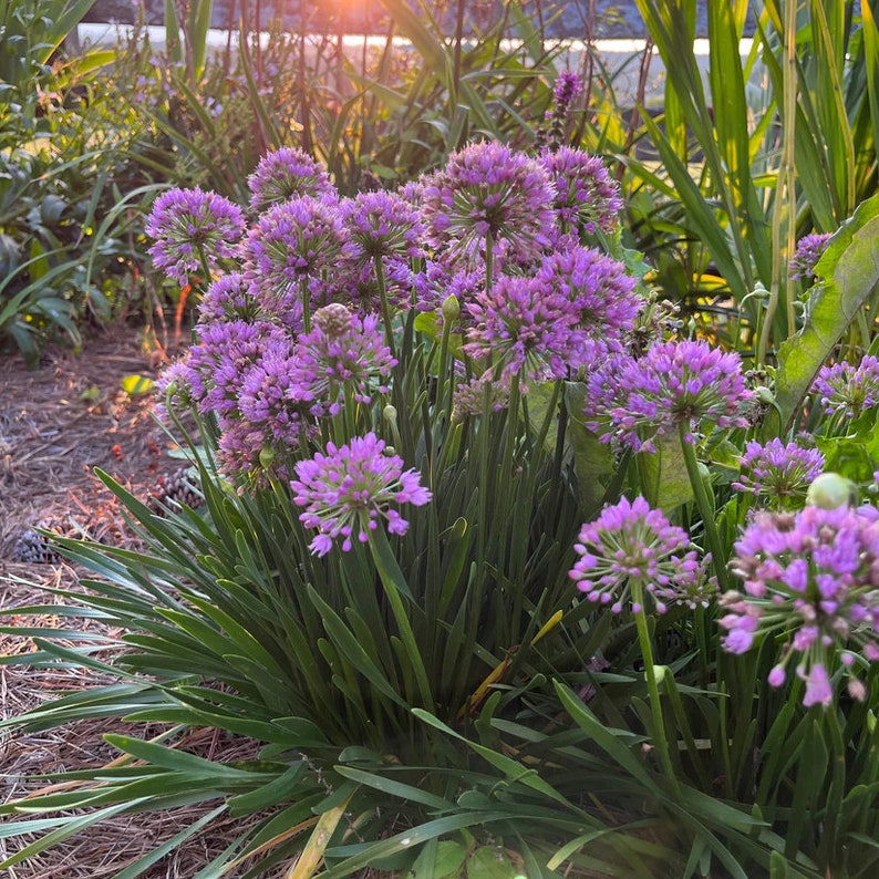 Copper Iris Live Plant 4" Pot - Iris fulva - Full Sun to Part Shade - Hardy Perennial Zones 4-9