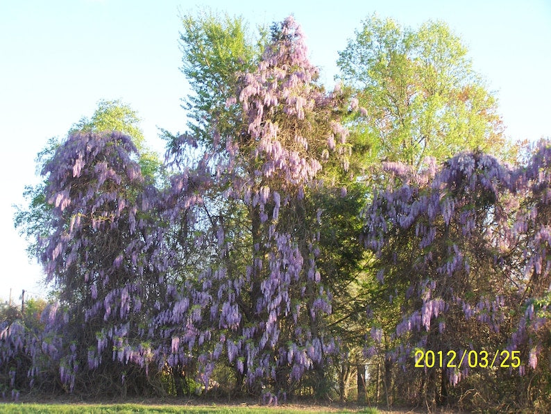 Wisteria Tree in 4-Inch Container, Blue-Violet Flowers, Wisteria Sinensis, Hardy Climbing Vine for Zones 3-8