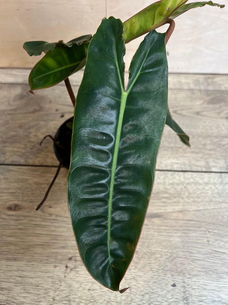 Philodendron Billietiae 4" Pot – Tropical Aroid Vine with Bright Green Leaves, Indoor Plant Decor, Climbing Houseplant