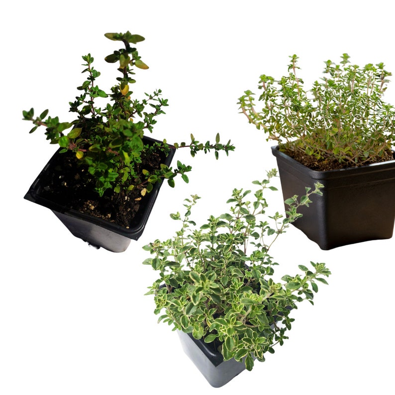 Organic Thyme Plant Collection 3-Pack | English, Lemon, Golden Variegated Thymus vulgaris Herbs in 2.5" Pots