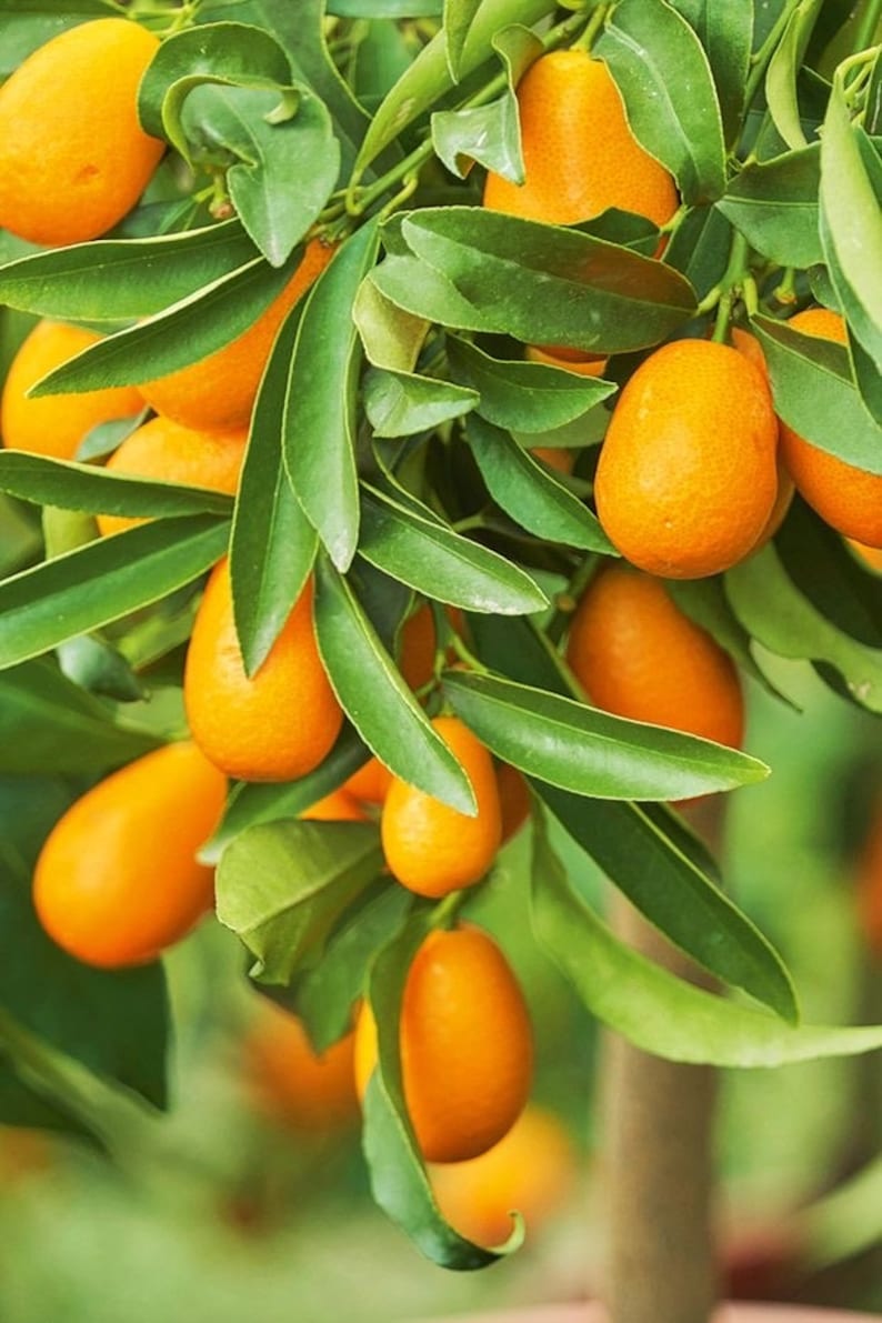 Nagami Kumquat Tree 1/2 Gallon Pot Citrus Japonica Edible Fruit Compact Shrub Florida Shipping