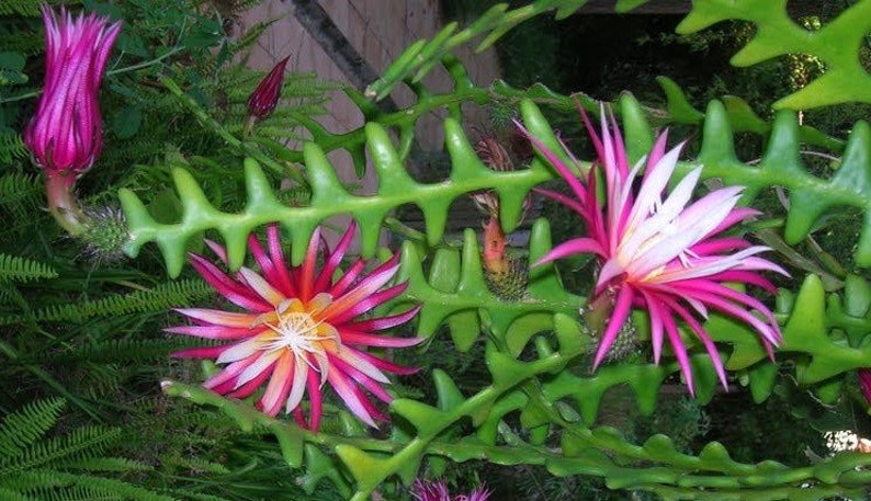 Ric Rac Cactus in 4" Pot, Disocactus anguliger, Zig Zag Houseplant, Night-Blooming Succulent, Easy Care Indoor Plant