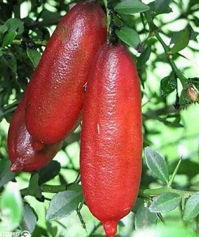 Red Finger Lime Tree Grafted Microcitrus australasica in 1/2 Gallon Pot, Citrus Caviar, Florida Shipping