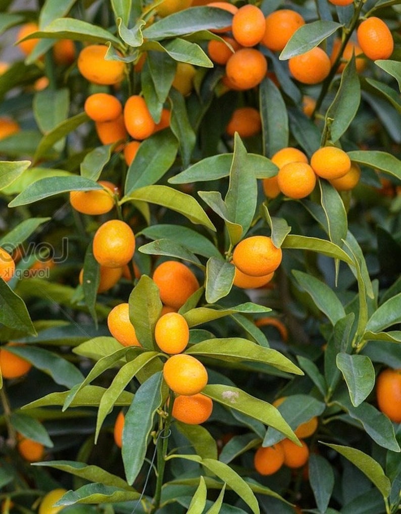 Callie Kumquat Tree 1/2 Gallon Hybrid Citrus Fortunella margarita Florida Shipping