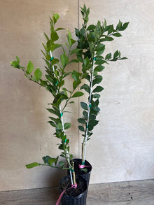 Red Finger Lime Tree, 1/2 Gallon Pot, Citrus Caviar, Microcitrus australasica, Air Layered, Florida Shipping Only