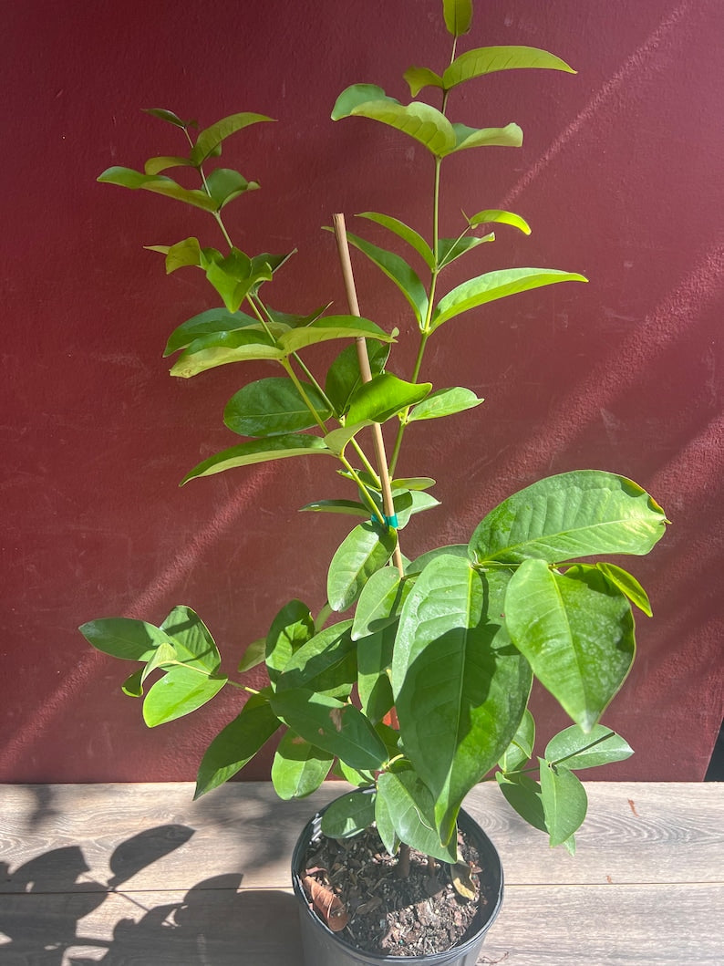Green Wax Apple Tree - 3 Gallon Air-Layered Syzygium samarangense - Tropical Fruit Tree for Garden