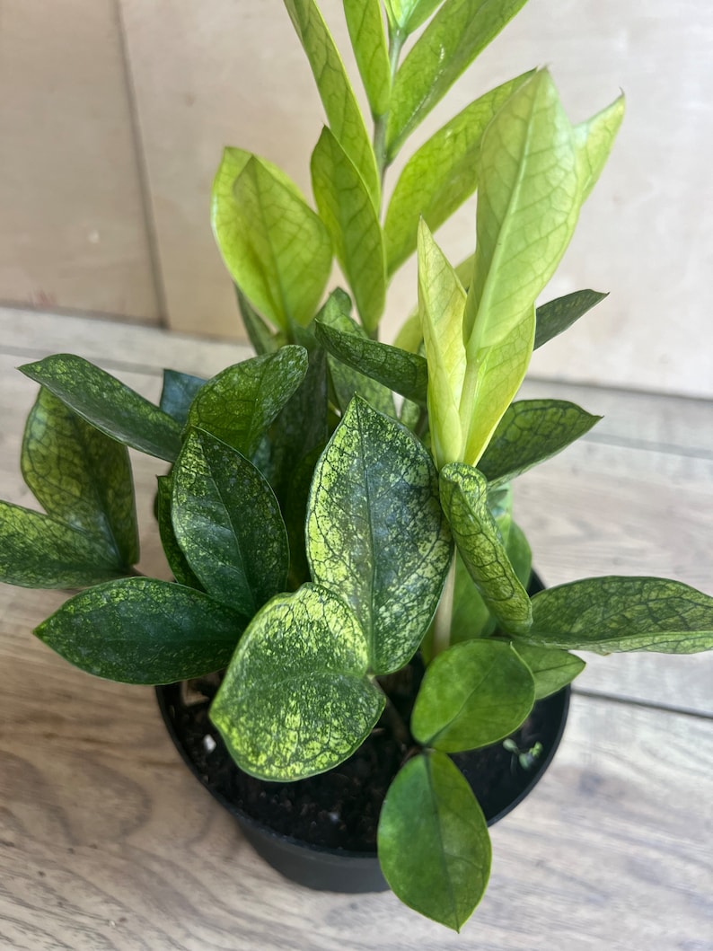 ZZ Chameleon Plant in 6" Pot - Zamioculcas Zamiifolia Multicolored Foliage Indoor Houseplant