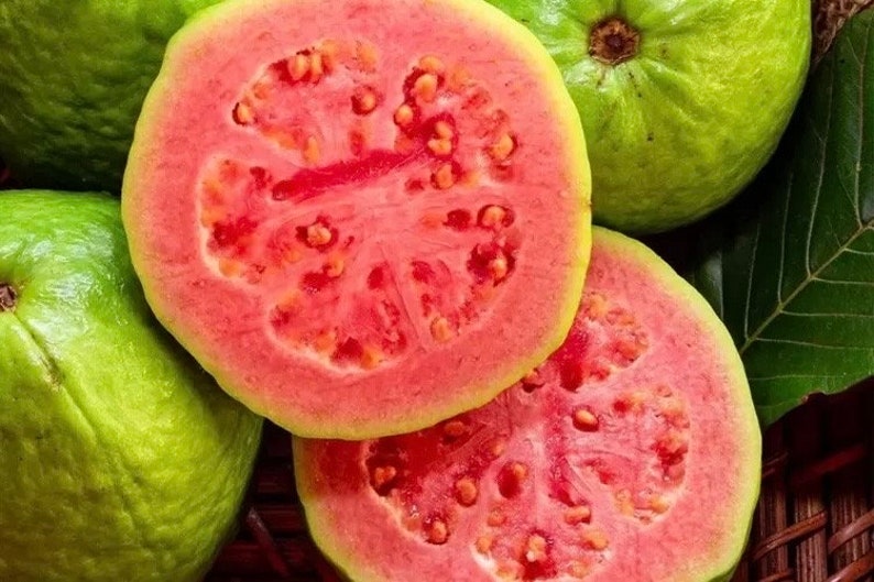 Guava Plant in 10" Pot | Pink Guava Tree | Psidium guajava | Tropical Fruit Tree for Garden or Patio