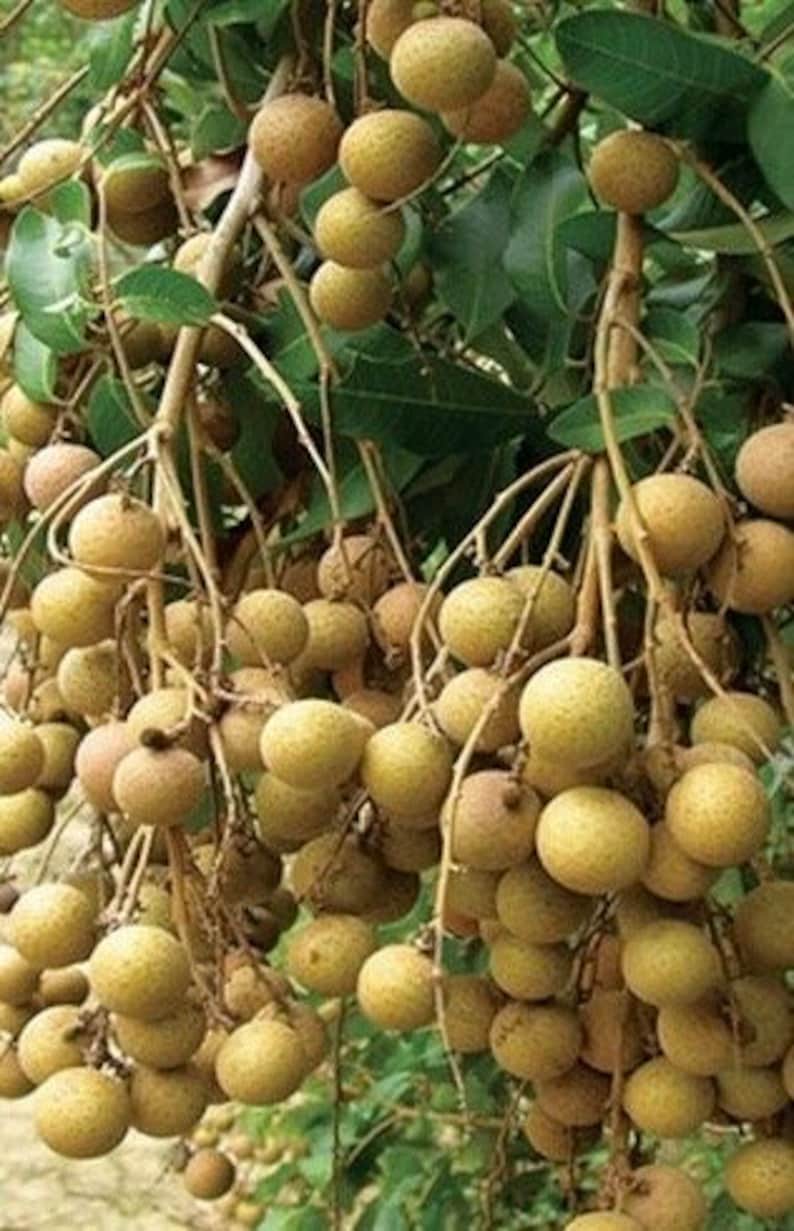 Longan Tree in 3-Gallon Pot | Kohala Variety with Sweet Butterscotch Fruit | Dimocarpus longan