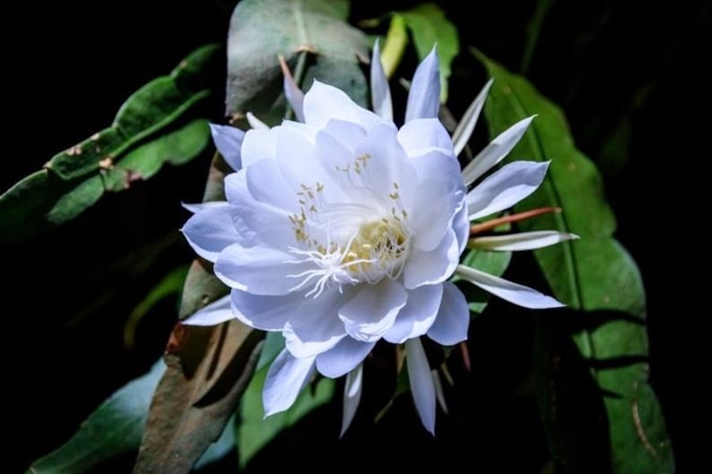 Night Blooming Cactus in 4" Pot | Epiphyllum oxypetalum | Queen of the Night Orchid | Fragrant White Flowers