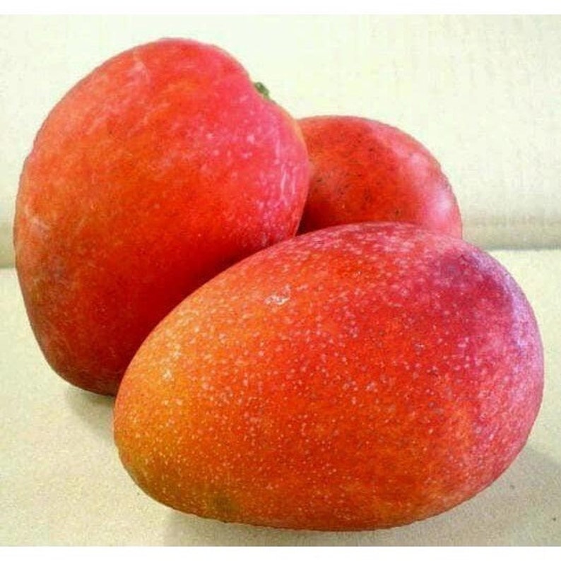 Jakarta Mango Tree in 3-Gallon Pot, Grafted Tropical Fruit Tree, Mangifera indica, Medium-Sized Fruit, No Ship to CA & HI