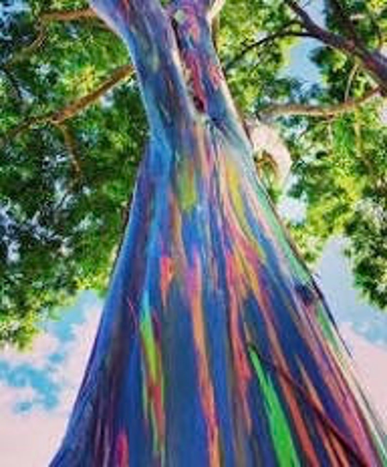 Rainbow Eucalyptus Tree in 4" Pot – Multicolor Bark, Eucalyptus deglupta, Fast-Growing Indoor/Outdoor Plant