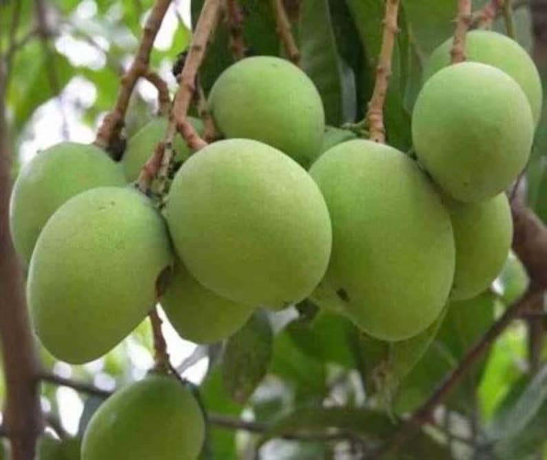 Triple Sec Mango Tree Grafted in 3-Gallon Pot | Mangifera indica | Tropical Fruit Tree for Garden & Patio