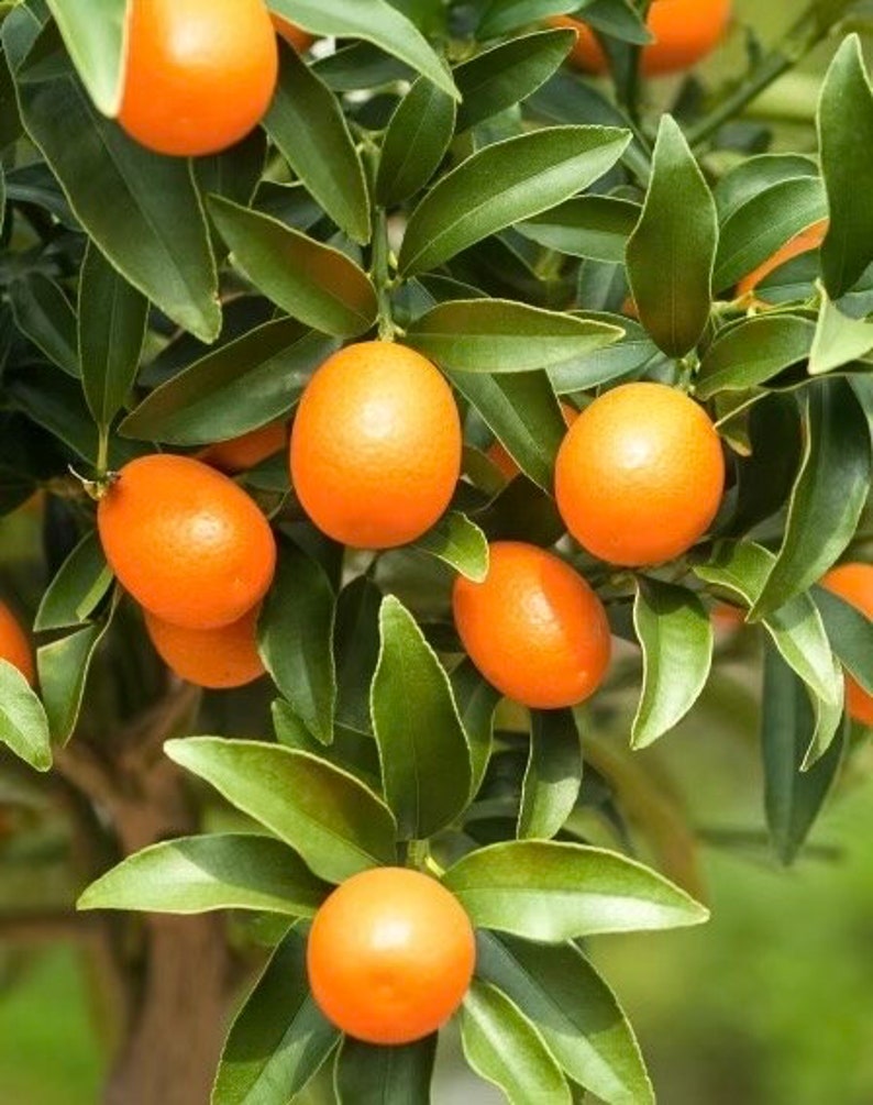 Meiwa Kumquat Tree in 1/2 Gallon Pot, Citrus japonica, Sweet Golden-Orange Fruit, Compact Citrus Tree for Garden or Indoor