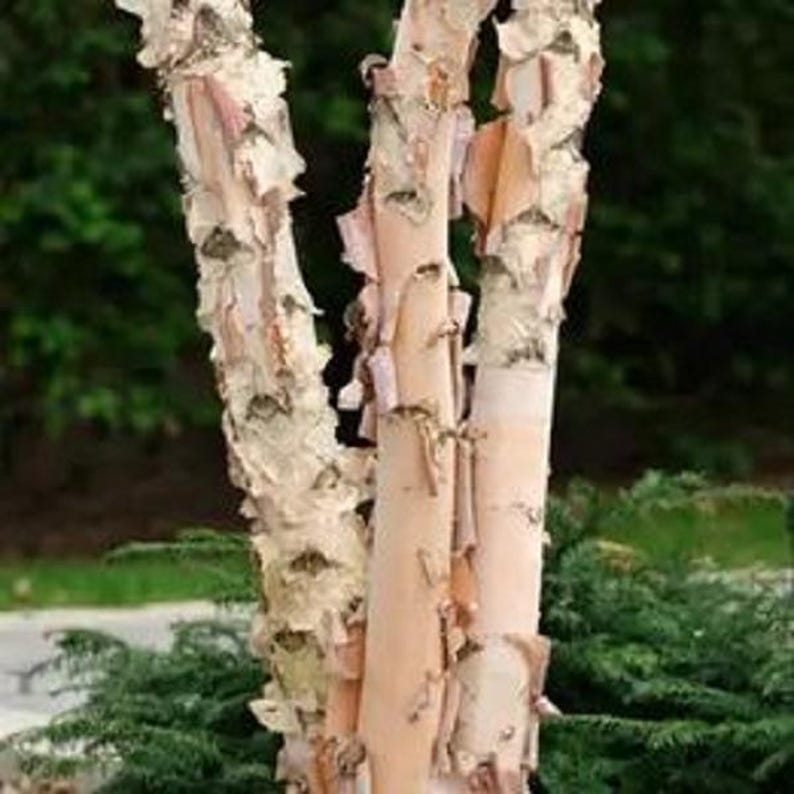 River Birch Tree - Large Rootstock, Betula nigra, Up to 4 ft Tall, Landscape Tree, Peeling Bark, Wildlife Attractant