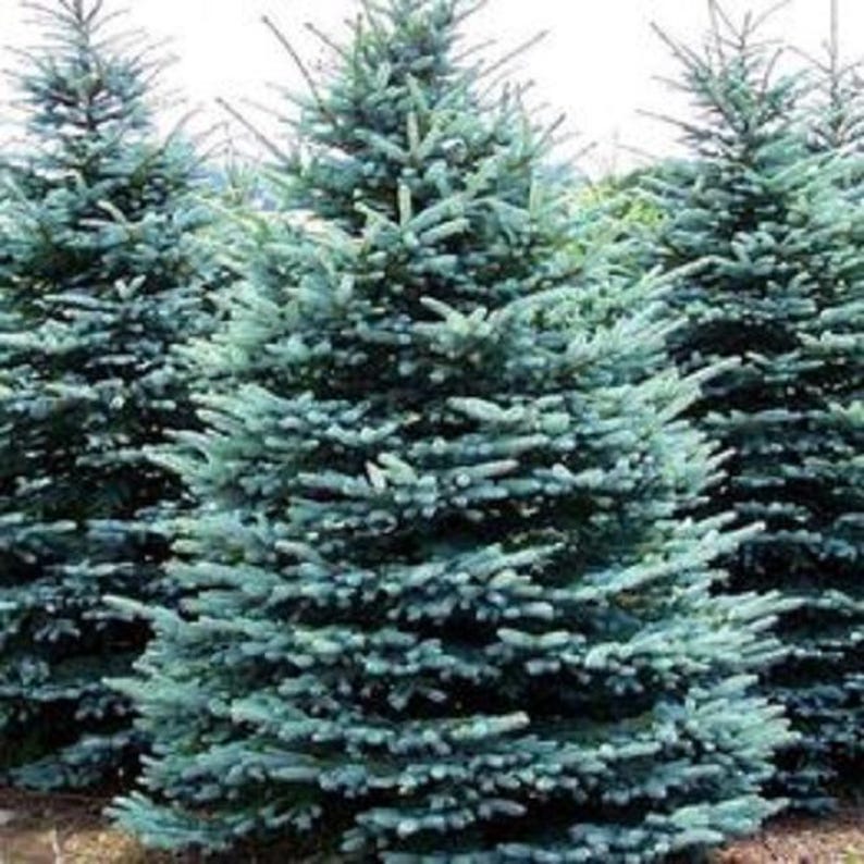 Spruce Tree Seedlings – 1.5 to 2 ft – Blue, Norway, White Spruce – Picea pungens, Picea abies, Picea glauca