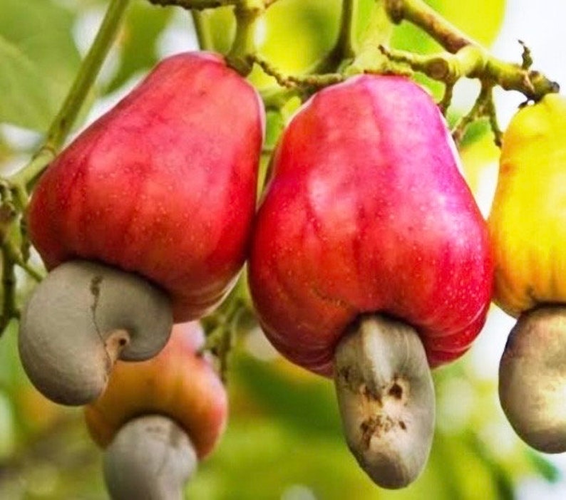 Red Cashew Plant in 10" Pot, Jambu Monyet, Anacardium occidentale, Tropical Evergreen with Edible Cashew Fruits
