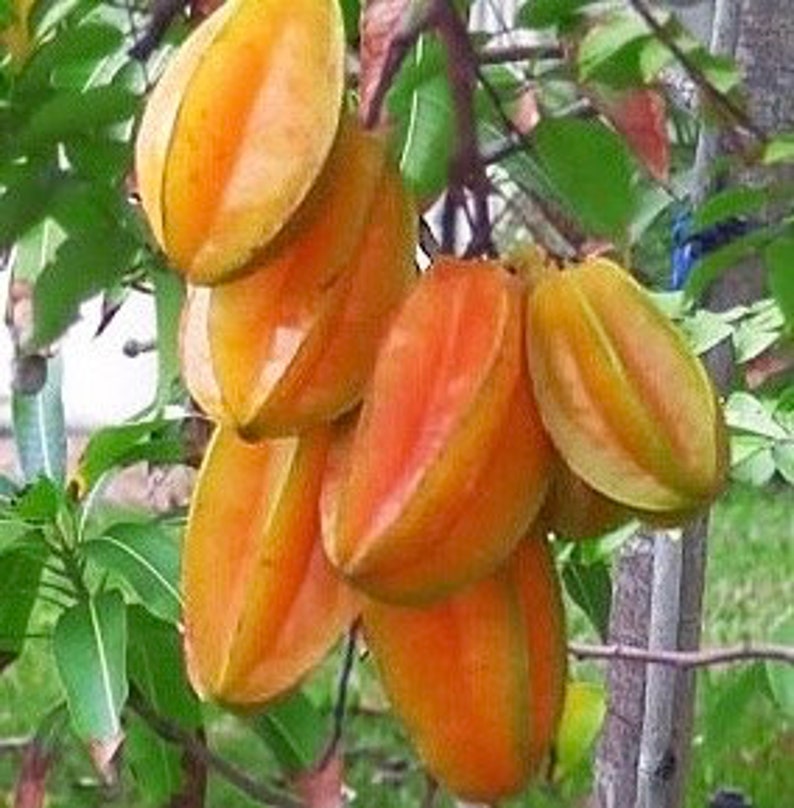 Star Fruit Tree Grafted 3-Gallon Kari Averrhoa Carambola, Yellow Juicy Fruit, Container-Friendly