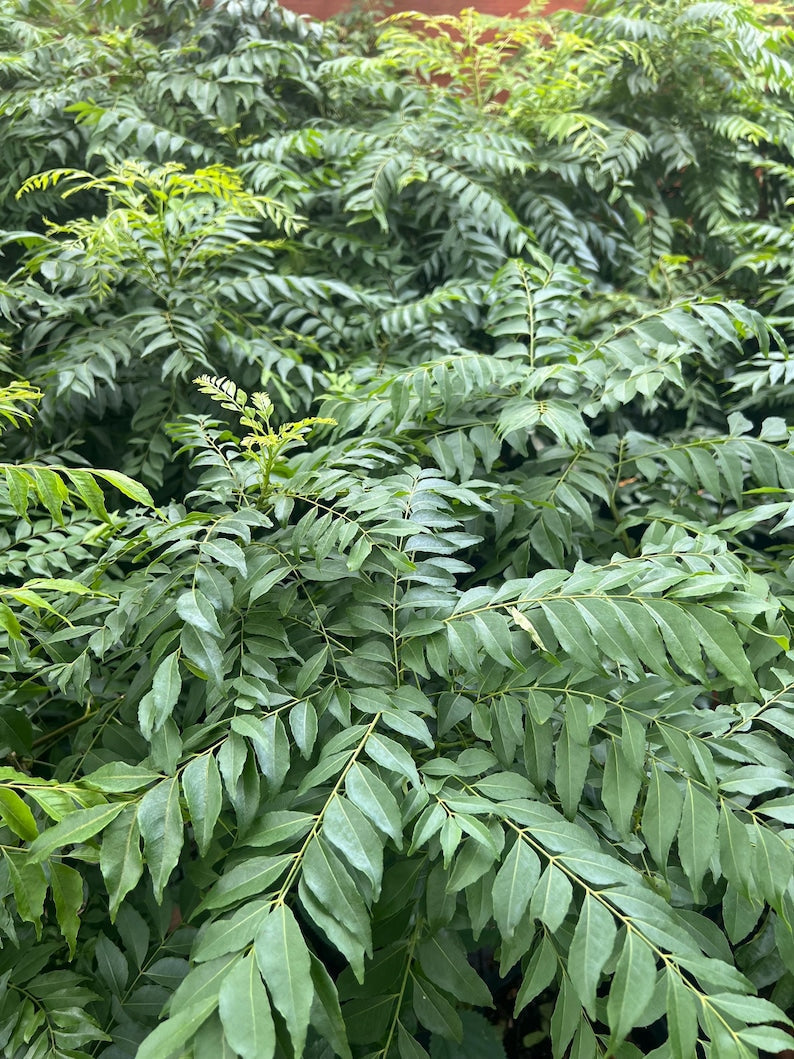 Curry Leaf Plant in 4" Pot | Murraya Koenigii | Aromatic Culinary Herb | Fast-Growing Spice Foliage