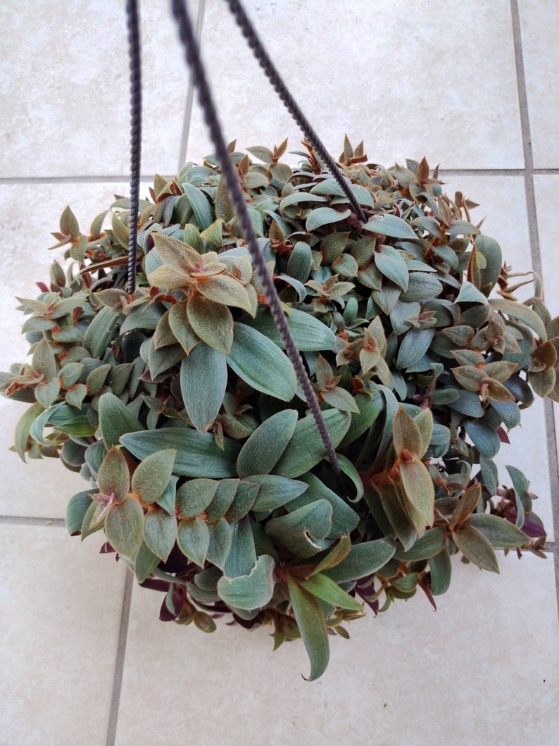 Tradescantia Teddy Bear Vine Cuttings – 2 Rooted + 1 Free, Easy Care Houseplant, Trailing Vine, Scientific Name Tradescantia sp.