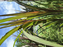 Rare Elephant Purple Grass Live Plant - Half Gallon Pot - Well-Rooted, Ideal for Privacy, Landscape, and Livestock Feed (Pennisetum)
