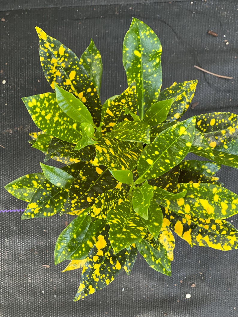 Croton Gold Star Plant in 4" Pot, Colorful Foliage, Codiaeum variegatum, Indoor Outdoor Houseplant