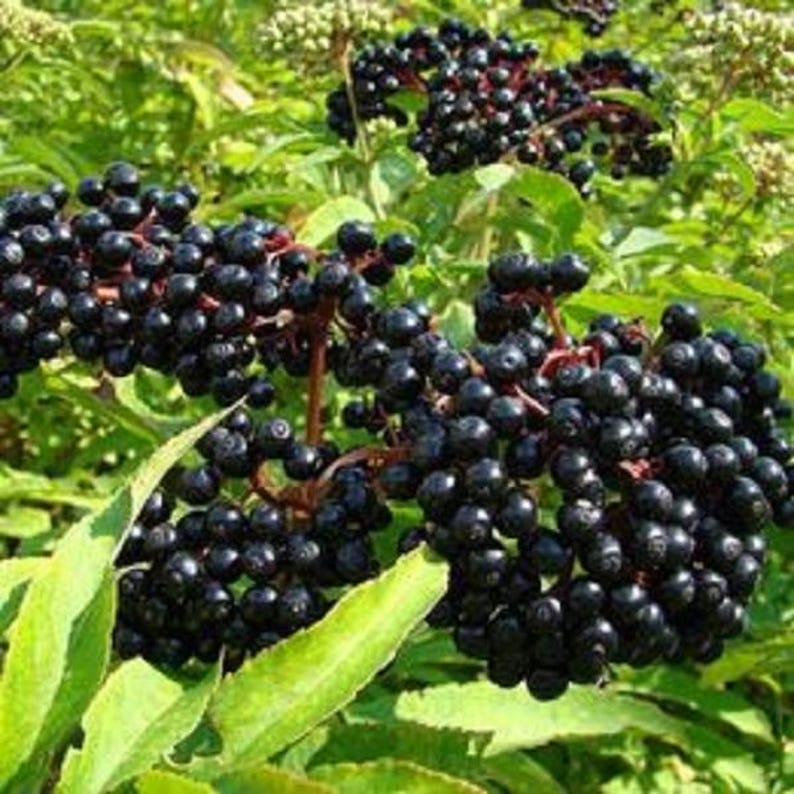Elderberry Bush - Large Well-Rooted Sambucus nigra Plant for Garden, Landscaping & Pollinator Attraction
