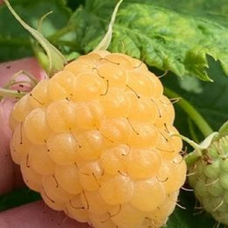 Raspberry Plants 1 ft Tall – Caroline, Encore, Jewel, Munger, Anne, Fall Gold – Rubus idaeus & occidentalis