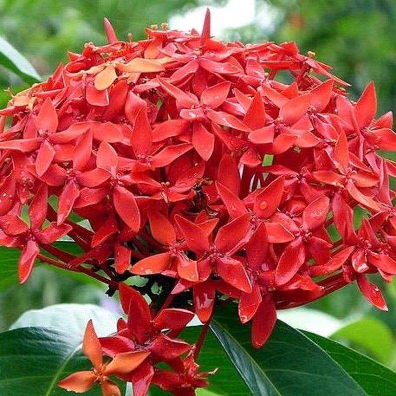 Ixora Plant in 6" Pot | Taiwanese Red, Carmen Dwarf Red | Vibrant Year-Round Blooms, Lush Foliage | Ixora chinensis