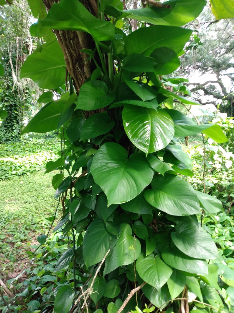 Giant Hawaiian Green Pothos Cutting – Epipremnum aureum – Easy Care Indoor Houseplant – Trailing Vine with Free Propagation Cuttings