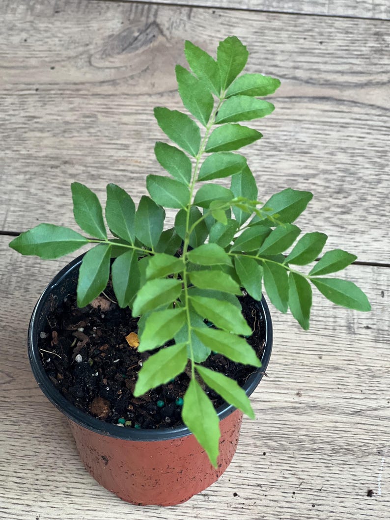 Curry Leaf Plant in 4" Pot | Murraya Koenigii | Aromatic Culinary Herb for Cooking & Garnishing