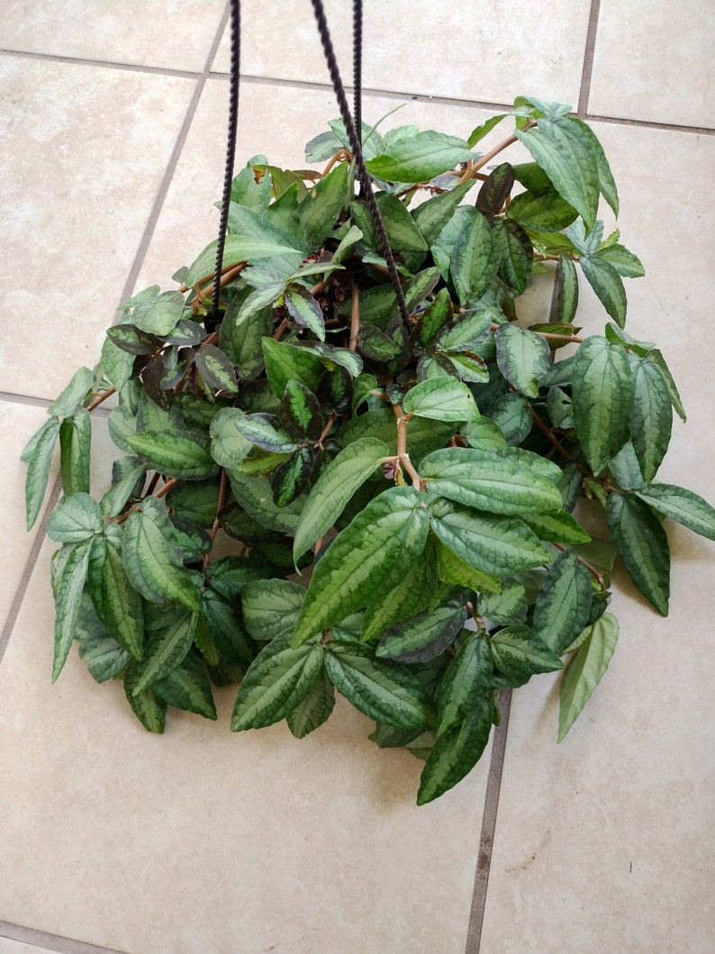 Pellionia Pulchra Cutting Watermelon Variegated Houseplant - Easy Care, Trailing, 1 Rooted + 1 Free Cutting