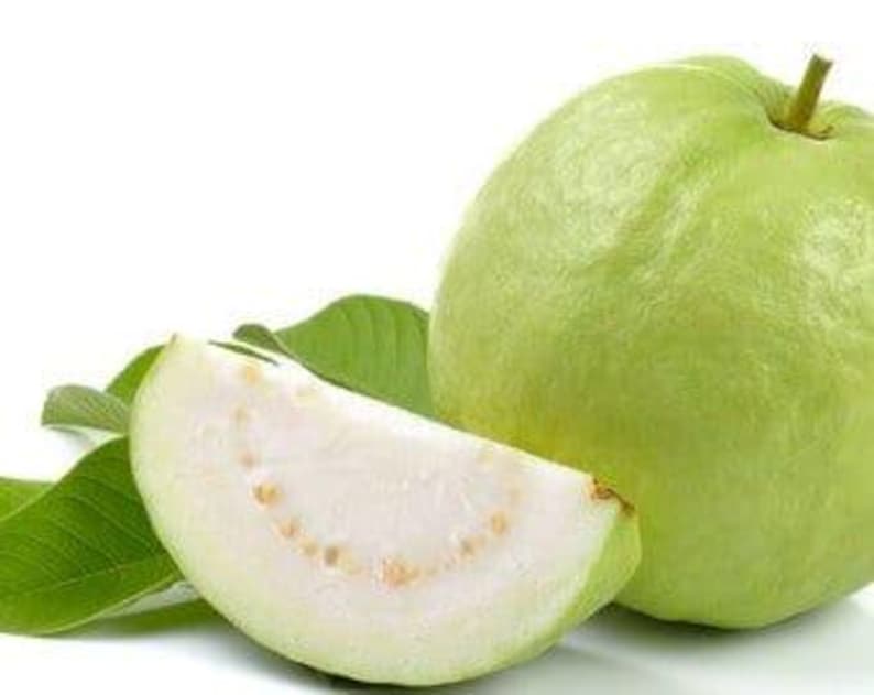 Thai Guava Plant in 6" Pot – Psidium guajava Tropical Fruit Tree for Garden or Patio